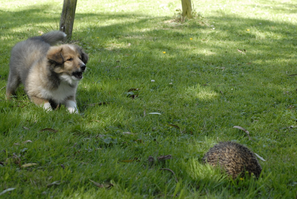 Ils ont ensuite beaucoup aboy jusqu' ce que Chataigne retourne sous le tas de bois. ...